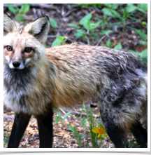 Red Fox - Looking Red Fox - Looking